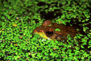 Green Frog in Illinois Wetland