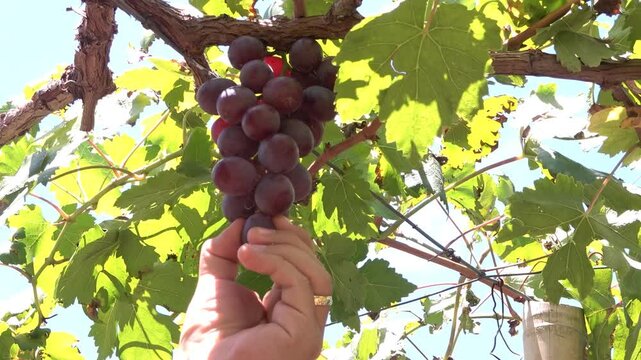 mano tomando una uva del racimo de uvas colgando de su rama