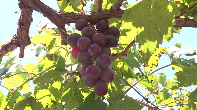 racimo de uva colgando de la rama en medio de la cosecha