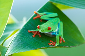 Red-eyed tree frog (Agalychnis callidryas) on the leaf in the rainforest of Costa Rica.