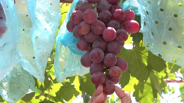 mano tomando una uva del racimo de uvas colgando de su rama