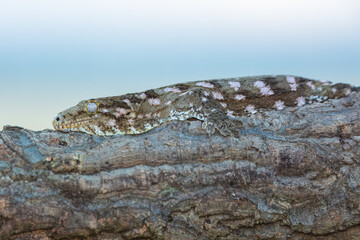 Rhacodactylus leachianus, commonly known as the New Caledonian giant gecko or Leach's giant gecko, is a large species of gecko, first described by Georges Cuvier, which is endemic to New Caledonia
