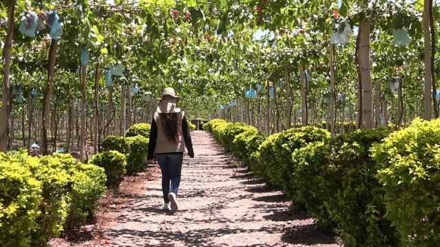 mujer caminando por campos de cosechas de uvas