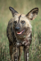 Wild dog