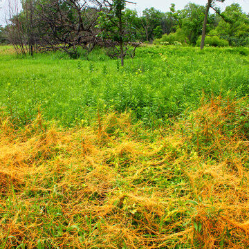 Illinois Prairie Overgrown with Dodder