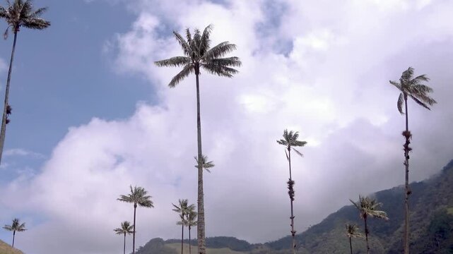Campos del Valle del Cocora en Salento Quind&iacute;o