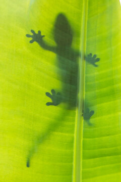 The crested gecko or eyelash gecko (Correlophus ciliatus) is a species of gecko native to southern New Caledonia.