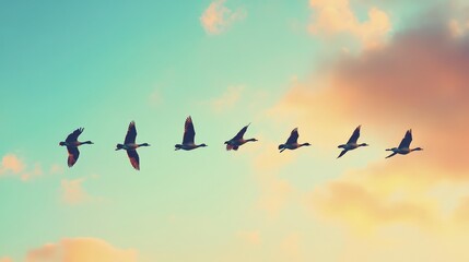 Fototapeta premium Majestic Geese in Flight: High-Definition Panoramic Sky Image with Golden Silhouettes and Soft Autumn Sunlight
