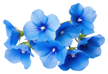 PNG Foget me nots flower petal plant blue.