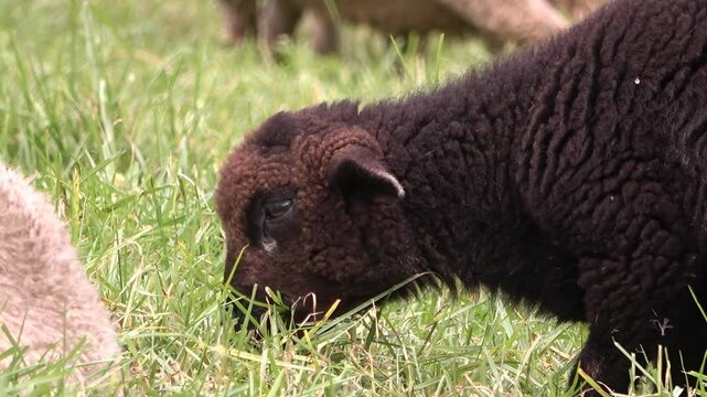 oveja negra comiendo cesped
