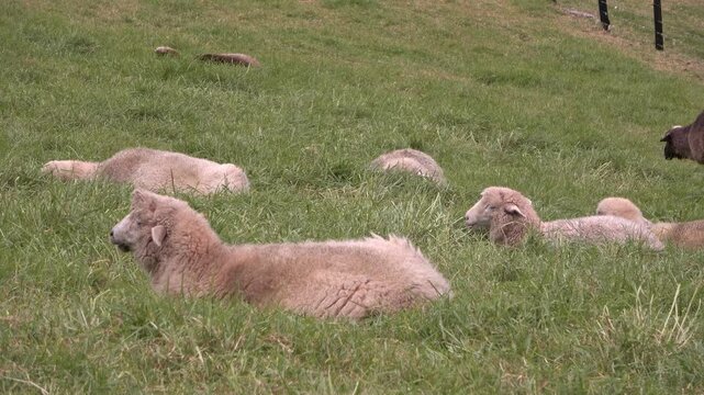 Reba&ntilde;o de ovejas descansando, grupo de ovejas durmiendo