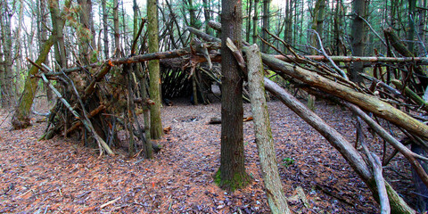 Primitive log shelter built in a pine forest of northern Illinois