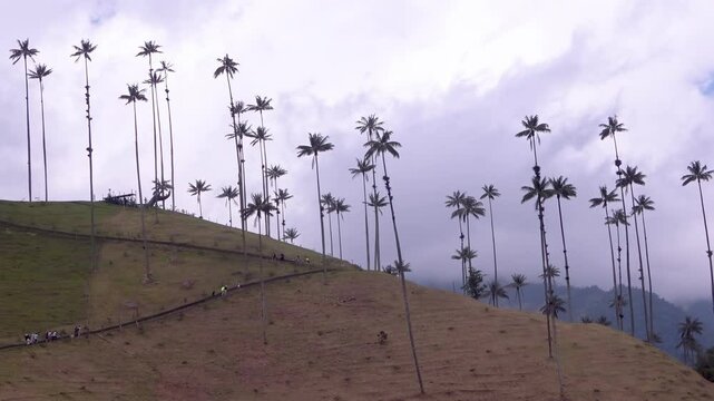 Campos del Valle del Cocora en Salento Quind&iacute;o