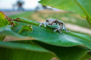 The Amazon milk frog (Trachycephalus resinifictrix) closeup on green leaves, Panda bear tree frog on green leaves. The mission golden eyed tree frog