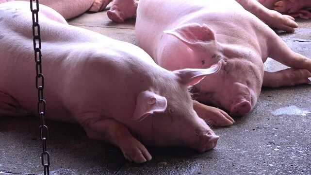Grupo de cerdos durmiendo en su corral o cochera