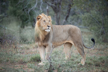Sub-adult male lion
