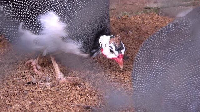 Gallina de Guinea (Numida meleagris) picoteando el suelo en un corral. Ave de plumaje oscuro con puntos blancos, cabeza blanca y pico rojo, captada en un entorno rural o de granja.