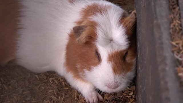 hamster durmiendo en su corral