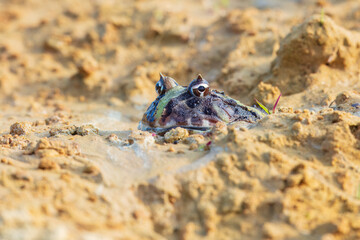 The Surinam horned frog (Ceratophrys cornuta ), also known as Amazonian horned frog, is a bulky frog measuring up to 20 centimetres (7.9 in) found in the northern part of South America.