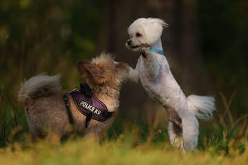 White Maltese is posing in forest during sunny day. Dogs play with each other in grass field 