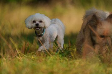 White Maltese is posing in forest during sunny day. Dogs play with each other in grass field 
