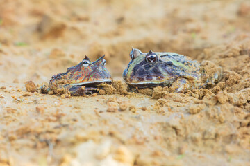 The Surinam horned frog (Ceratophrys cornuta ), also known as Amazonian horned frog, is a bulky frog measuring up to 20 centimetres (7.9 in) found in the northern part of South America.
