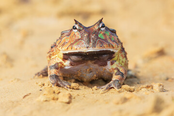 The Surinam horned frog (Ceratophrys cornuta ), also known as Amazonian horned frog, is a bulky...
