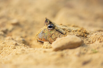 The Surinam horned frog (Ceratophrys cornuta ), also known as Amazonian horned frog, is a bulky frog measuring up to 20 centimetres (7.9 in) found in the northern part of South America.