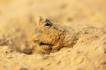 The Surinam horned frog (Ceratophrys cornuta ), also known as Amazonian horned frog, is a bulky frog measuring up to 20 centimetres (7.9 in) found in the northern part of South America.