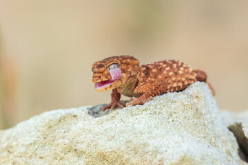 Nephrurus amyae or centralian rough kknob-tailed gecko. iBeautiful gecko on sand and stone. Very cute animal. Isolated, hot day, sun, dry. Gorgeous eyes, smiley face, nice colors, orange and brown.