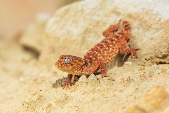 Nephrurus amyae or centralian rough kknob-tailed gecko. iBeautiful gecko on sand and stone. Very cute animal. Isolated, hot day, sun, dry. Gorgeous eyes, smiley face, nice colors, orange and brown.