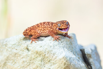 Nephrurus amyae or centralian rough kknob-tailed gecko. iBeautiful gecko on sand and stone. Very cute animal. Isolated, hot day, sun, dry. Gorgeous eyes, smiley face, nice colors, orange and brown.