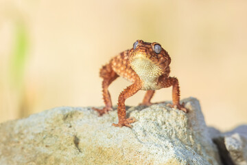 Nephrurus amyae or centralian rough kknob-tailed gecko. iBeautiful gecko on sand and stone. Very cute animal. Isolated, hot day, sun, dry. Gorgeous eyes, smiley face, nice colors, orange and brown.