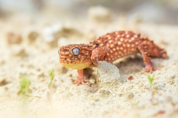 Nephrurus amyae or centralian rough kknob-tailed gecko. iBeautiful gecko on sand and stone. Very cute animal. Isolated, hot day, sun, dry. Gorgeous eyes, smiley face, nice colors, orange and brown.