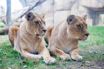 Lionesses.