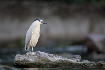 Ślepowron © Michal Przystas