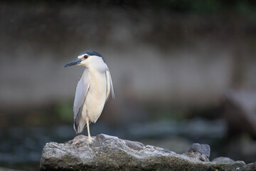 Ślepowron © Michal Przystas