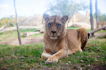 Lioness