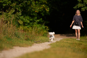Fototapeta premium Girl throws a stick to the dog in natural park of Town. Woman in blue dress walking with dog