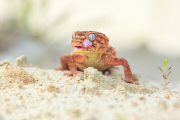 Nephrurus amyae or centralian rough kknob-tailed gecko. iBeautiful gecko on sand and stone. Very cute animal. Isolated, hot day, sun, dry. Gorgeous eyes, smiley face, nice colors, orange and brown.