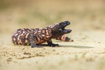 Fototapeta premium Gila monster (Heloderma suspectum is a species of venomous lizard native to the southwestern United States and northwestern Mexican state of Sonora. A heavy, typically slow-moving lizard.