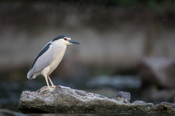 Ślepowron © Michal Przystas