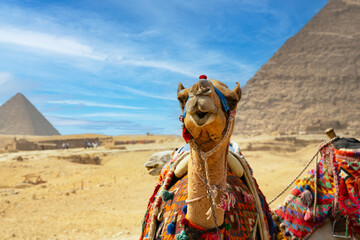 Camel rests near ruins of entrance to pyramid