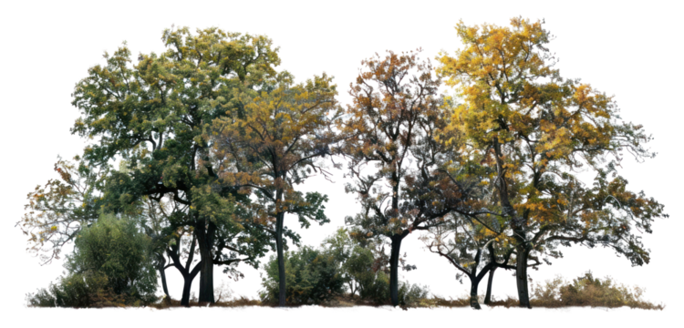 PNG Colorful autumn trees landscape