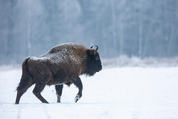 Żubr europejski © Michal Przystas