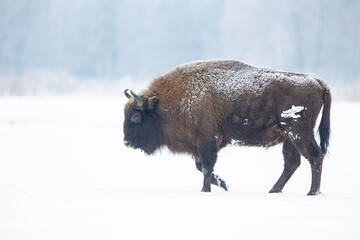 Żubr europejski © Michal Przystas
