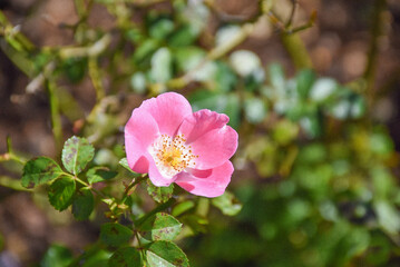 pink rose bush