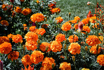 red and yellow tulips