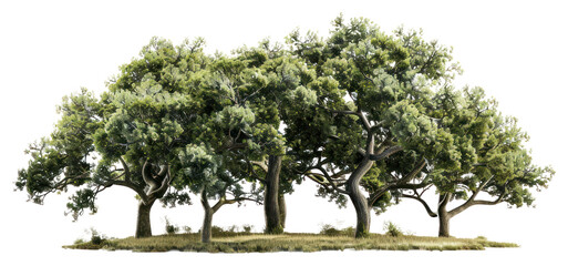 PNG Lush green oak trees cluster