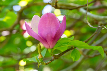 Pink magnolia flowers in blue sky background. Chinese Magnolia pink blossom with tulip-shaped flowers in spring